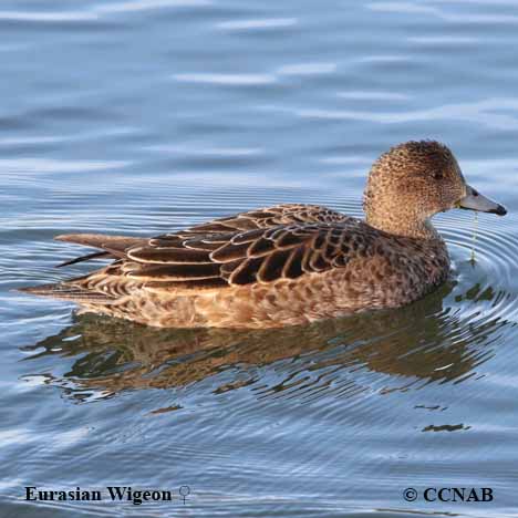 Eurasian Wigeon