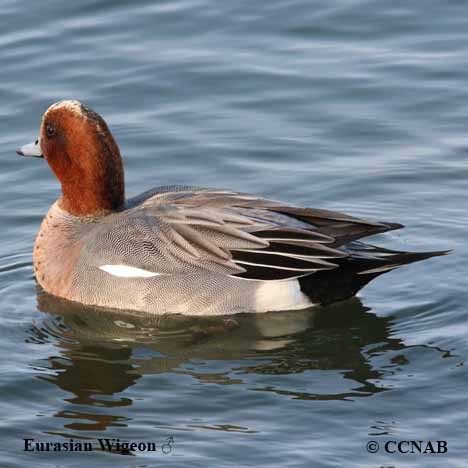 Eurasian Wigeon