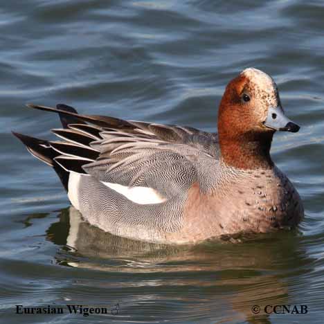 Eurasian Wigeon