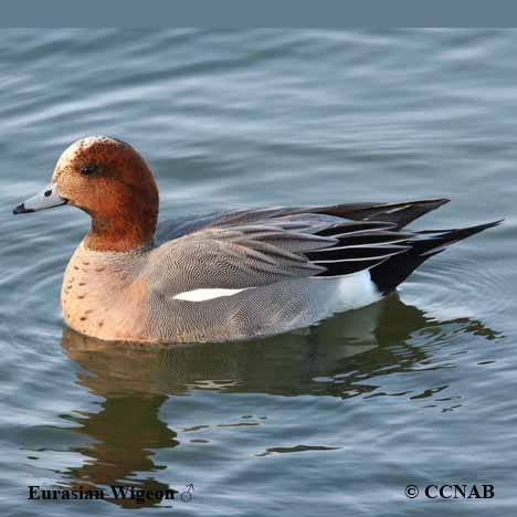 Birds of North America