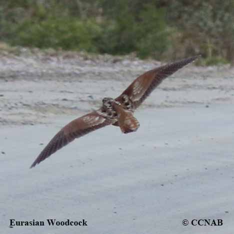 Eurasian Woodcock