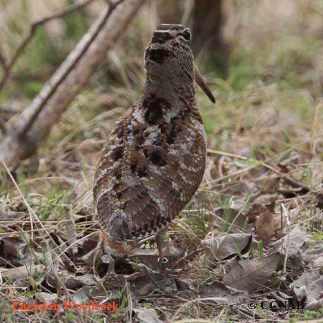 Eurasian Woodcock