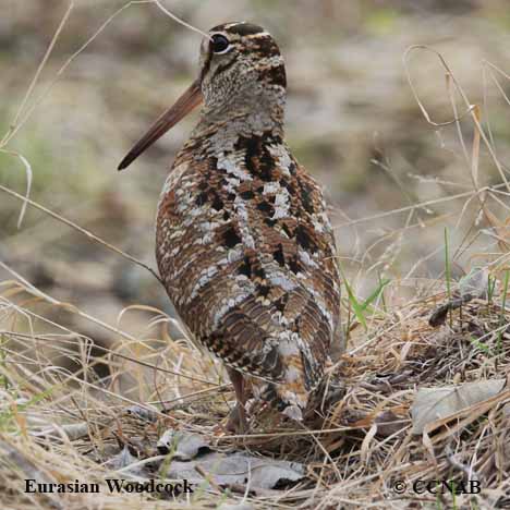 Eurasian Woodcock