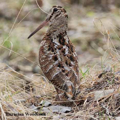 Birds of North America