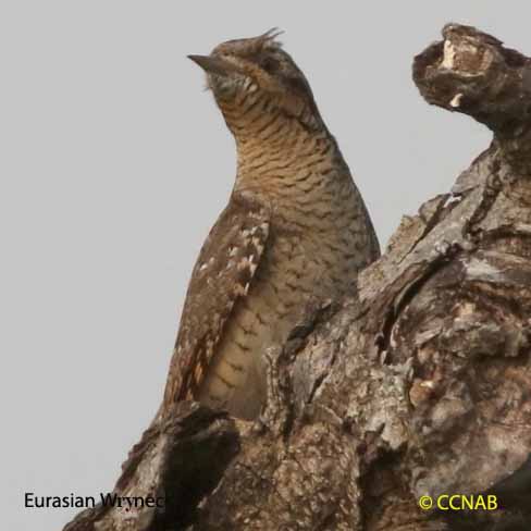 Eurasian Wryneck