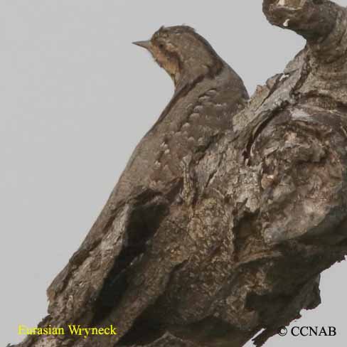 Eurasian Wryneck