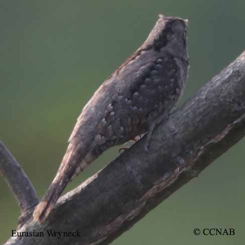 Eurasian Wryneck