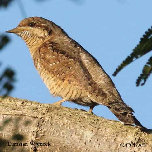 Eurasian Wryneck