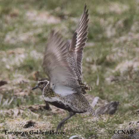 European Golden-Plover