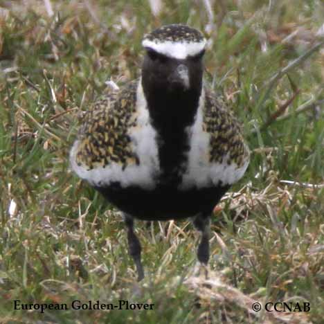 European Golden-Plover