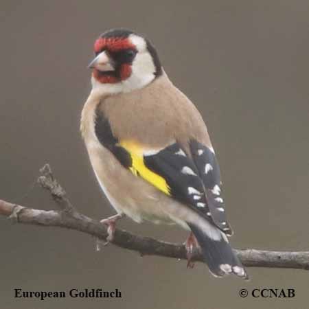 European Goldfinch