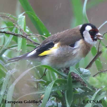 European Goldfinch