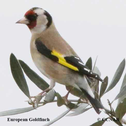 Birds of North America