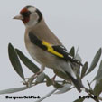 European Goldfinch range map