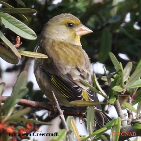 European Greenfinch