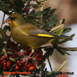 European Greenfinch range map