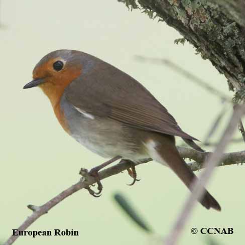 European Robin - eBird