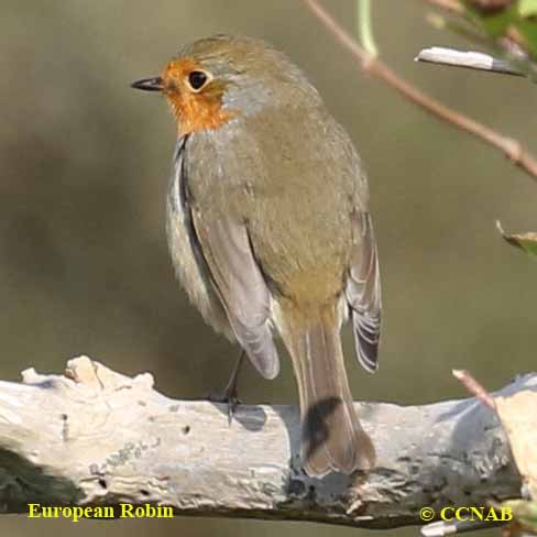 European Robin