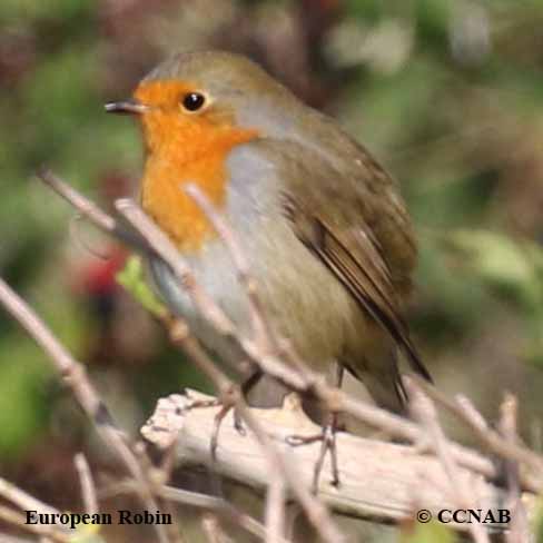 European Robin