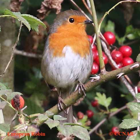 European Robin