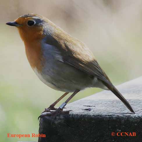 European Robin