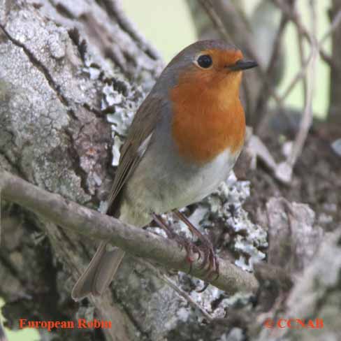 European Robin