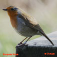 European Robin