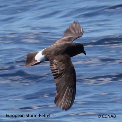 European Storm-Petrel