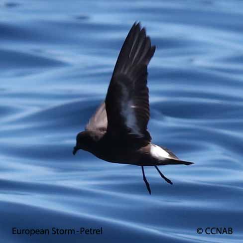 European Storm-Petrel