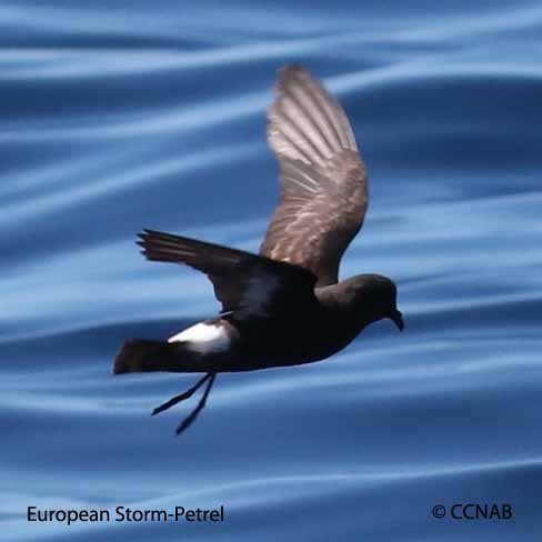 European Storm-Petrel