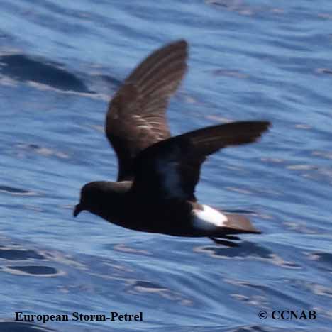 European Storm-Petrel