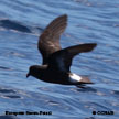 European Storm-Petrel range map