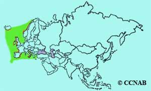 European Storm-Petrel range