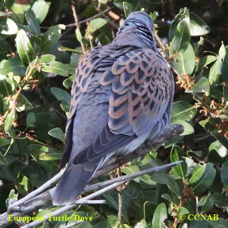 European Turtle-Dove