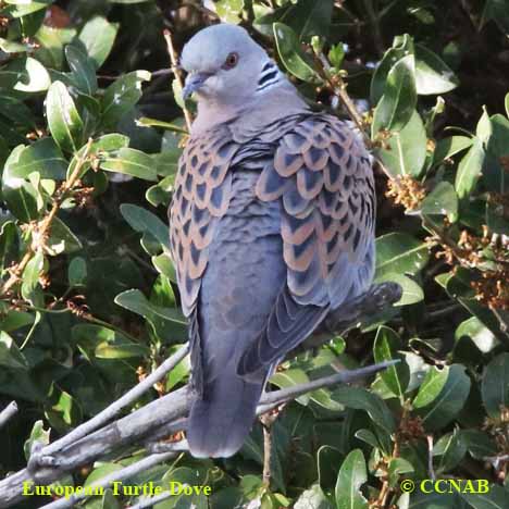 European Turtle-Dove