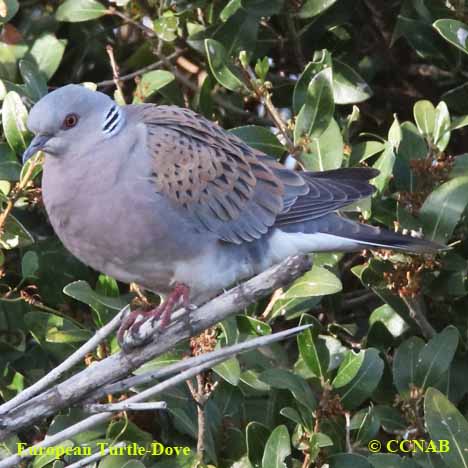 Birds of North America