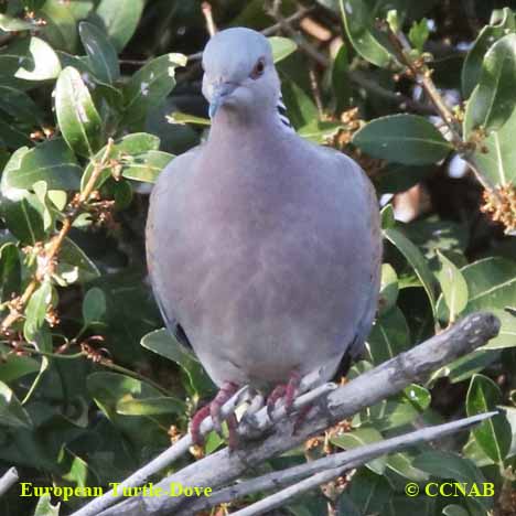 European Turtle-Dove