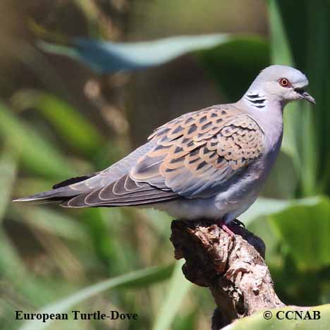 European Turtle-Dove