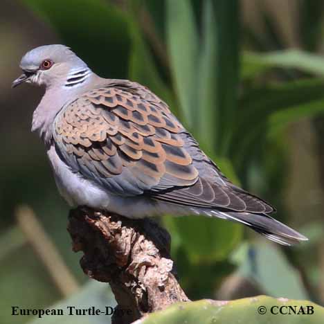 European Turtle-Dove