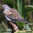 European Turtle-Dove range map