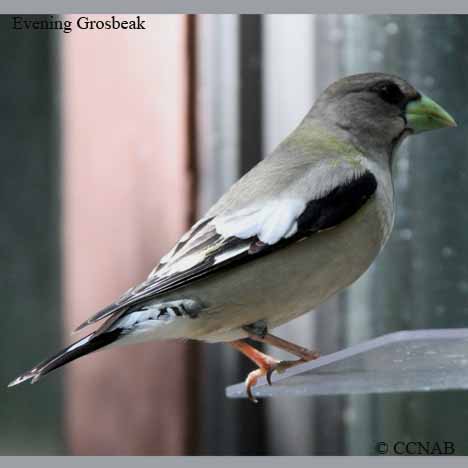 Evening Grosbeak