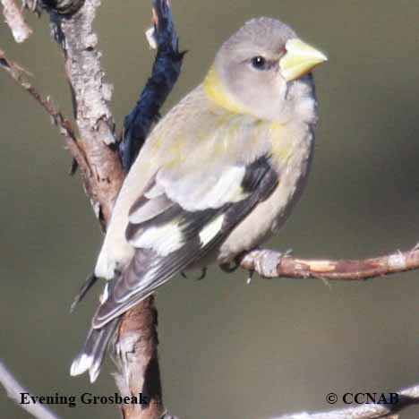 Birds of North America