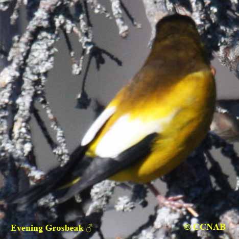 Evening Grosbeak