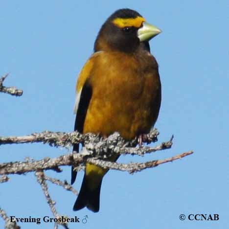 Evening Grosbeak