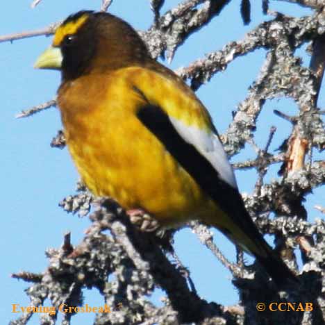 Evening Grosbeak