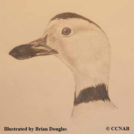 Extinct Birds