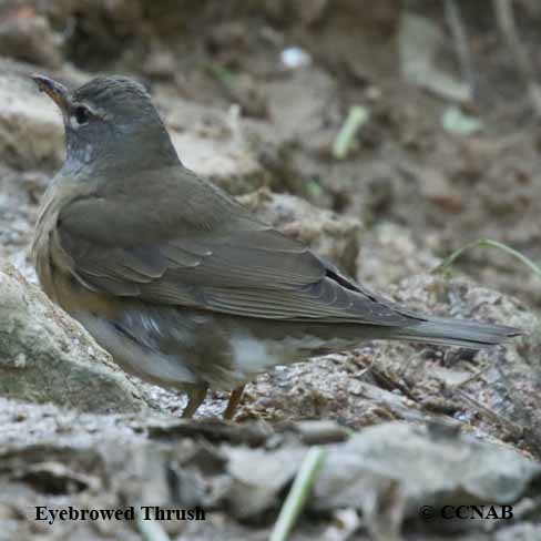 Eyebrowed Thrush