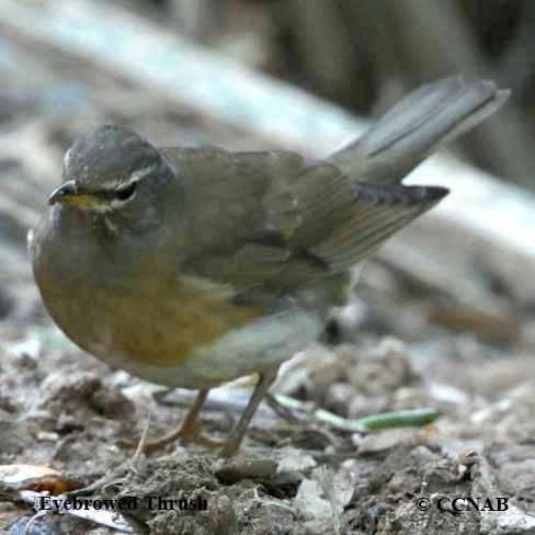 Eyebrowed Thrush