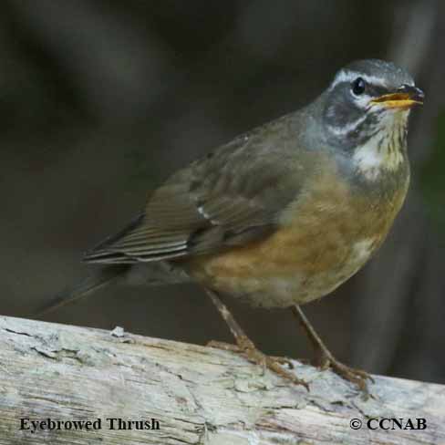 Eyebrowed Thrush