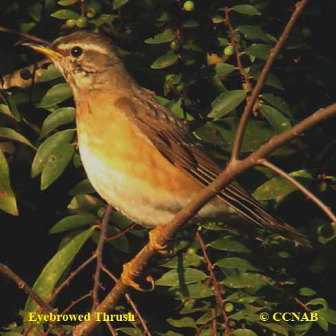 Eyebrowed Thrush